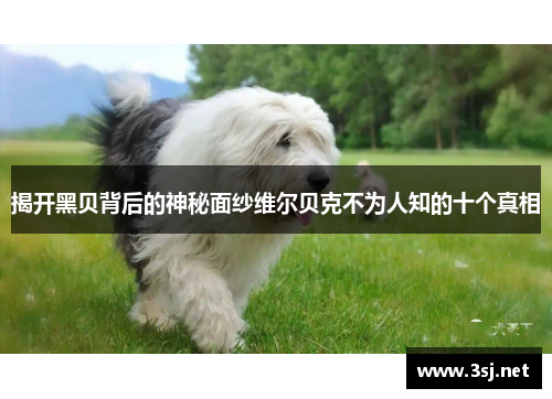 揭开黑贝背后的神秘面纱维尔贝克不为人知的十个真相